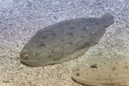 Senegalese sole (Solea senegalensis). Marine fish.の写真素材