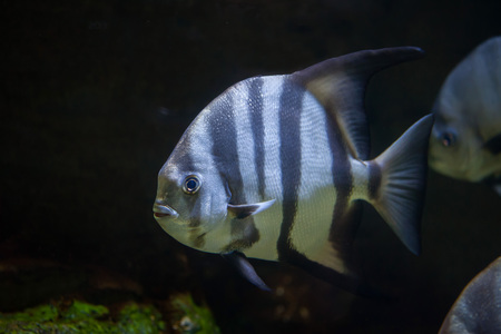 Atlantic spadefish (Chaetodipterus faber). Marine fish.の写真素材