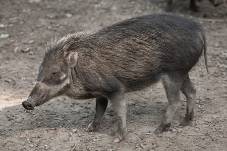Visayan warty pig (Sus cebifrons). Wildlife animal.の写真素材