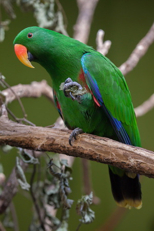 Eclectus parrot (Eclectus roratus). Wildlife animal.の写真素材