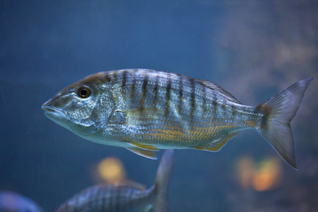 Sand steenbras (Lithognathus mormyrus), also known as the striped seabream.の写真素材