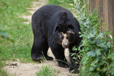 Spectacled bear (Tremarctos ornatus), also known as the Andean bear. Wildlife animal.