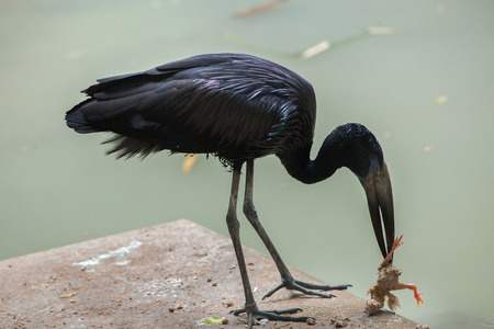African openbill (Anastomus lamelligerus). Wildlife animal.の写真素材