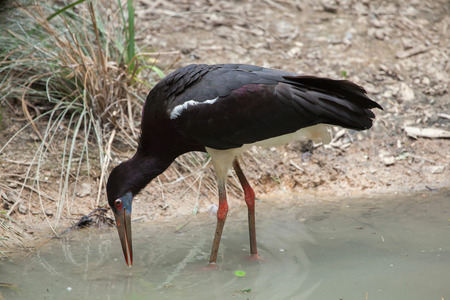 Abdim stork (Ciconia abdimii), also known as the white-bellied stork. Wildlife animal.の写真素材