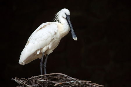 Eurasian spoonbill (Platalea leucorodia), also known as the common spoonbill. Wildlife animal.の写真素材