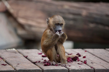 Guinea baboon (Papio papio). Wildlife animal.の写真素材