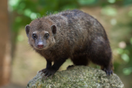 Common kusimanse (Crossarchus obscurus), also known as the long-nosed kusimanse. Wildlife animal.