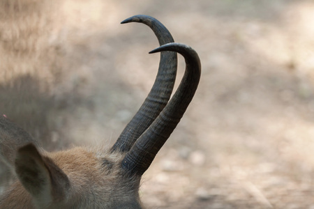 Horns of Alpine chamois (Rupicapra rupicapra rupicapra). Wildlife animal.の写真素材