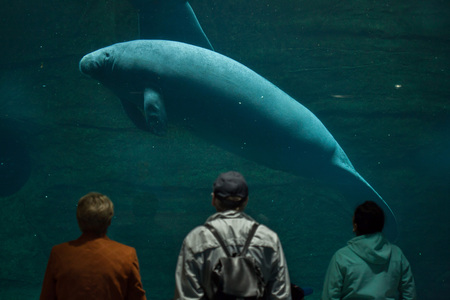 NEREMBERG, GERMANY - JUNE 16, 2016: Visitors observing as the Antillean manatee (Trichechus manatus manatus) swims at Nuremberg Zoo in Nuremberg, Bavaria, Germany.のeditorial素材