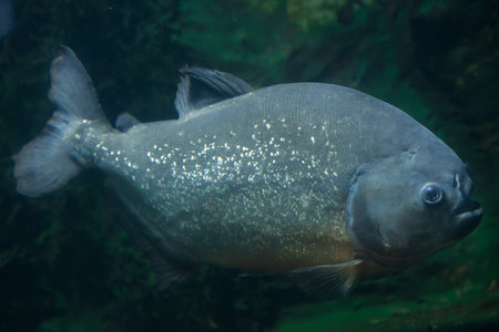 Tambaqui (Colossoma macropomum), also known as the giant pacu. Wildlife animal.