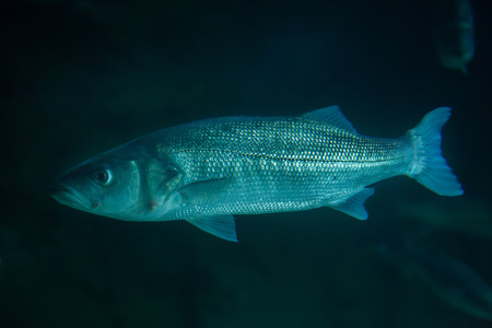 Thicklip grey mullet (Chelon labrosus).の写真素材