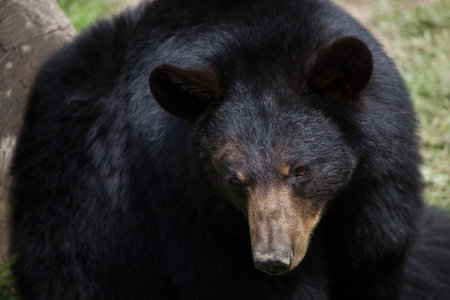 American black bear (Ursus americanus). Wildlife animal.