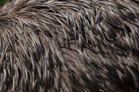 Emu (Dromaius novaehollandiae). Plumage texture.