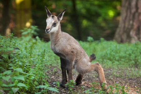 Alpine chamois (Rupicapra rupicapra rupicapra). Wildlife animal.の写真素材