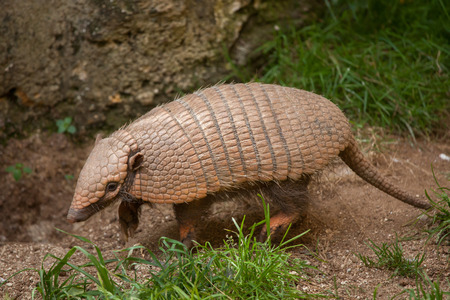 Six-banded armadillo (Euphractus sexcinctus), also known as the yellow armadillo. Wildlife animal.の写真素材