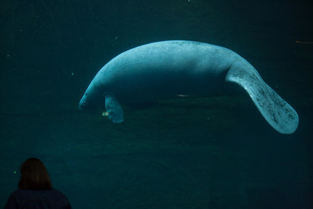 NEREMBERG, GERMANY - JUNE 16, 2016: Visitors observing as the Antillean manatee (Trichechus manatus manatus) swims at Nuremberg Zoo in Nuremberg, Bavaria, Germany.のeditorial素材