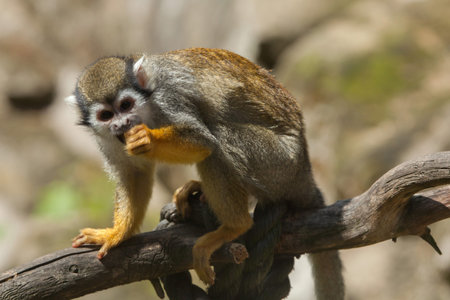 Common squirrel monkey (Saimiri sciureus). Wildlife animal.