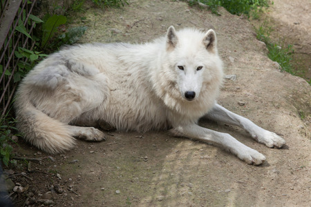 Arctic wolf (Canis lupus arctos), also known as the Melville Island wolf.  Wildlife animal.の写真素材