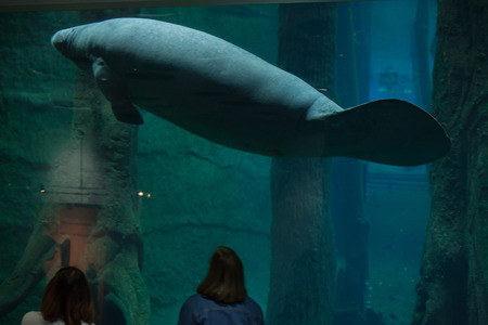 NEREMBERG, GERMANY - JUNE 16, 2016: Visitors observing as the Antillean manatee (Trichechus manatus manatus) swims at Nuremberg Zoo in Nuremberg, Bavaria, Germany.のeditorial素材