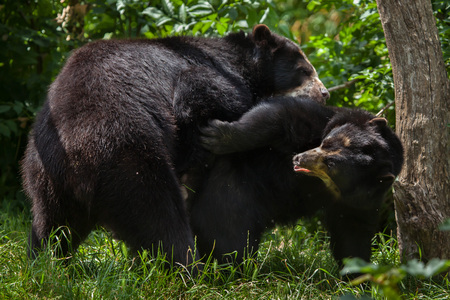 Spectacled bears (Tremarctos ornatus), also known as the Andean bears having sex. Wildlife animals.の写真素材