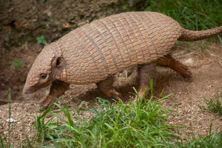 Six-banded armadillo (Euphractus sexcinctus), also known as the yellow armadillo. Wildlife animal.の写真素材