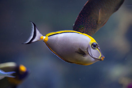 Orange-spine unicornfish (Naso lituratus), also known as the masked unicornfish.