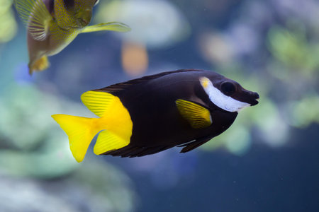 Bicolored foxface (Siganus uspi). Marine fish.