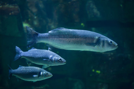 European seabass (Dicentrarchus labrax), also known as the Mediterranean seabass.