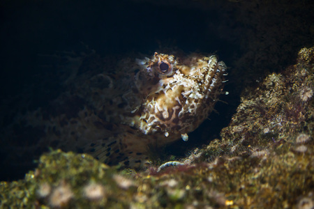 Red scorpionfish (Scorpaena scrofa), also known as the bigscale scorpionfish.の写真素材