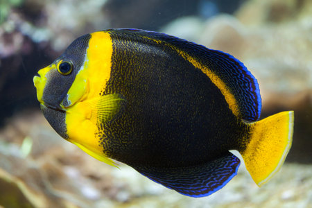 Scribbled angelfish (Chaetodontoplus duboulayi), also known as the Duboulay angelfish.