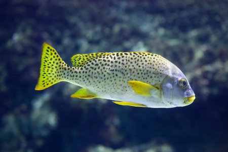 Black-spotted rubberlip (Plectorhinchus gaterinus), also known as the black-spotted sweetlips.の写真素材