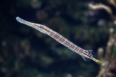 Chinese trumpetfish (Aulostomus chinensis). Marine fish.の写真素材