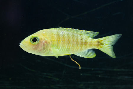 Maylandia hajomaylandi. Cichlid endemic to Lake Malawi.の写真素材