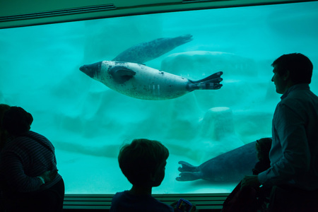 BIARRITZ, FRANCE - JUNE 27, 2016: Visitors observing as the grey seals (Halichoerus grypus), also known as the Atlantic seals swim in the Biarritz Aquarium in Biarritz, France.のeditorial素材