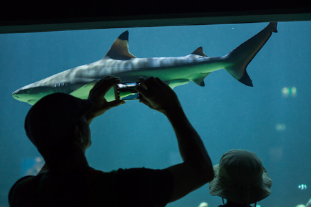MUNICH, GERMANY - JUNE 13, 2016: Visitors looking as the blacktip reef shark (Carcharhinus melanopterus) swims at Hellabrunn Zoo in Munich, Bavaria, Germany.のeditorial素材