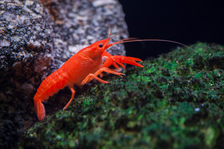 Red swamp crawfish (Procambarus clarkii), also known as the Louisiana crawfish.の写真素材