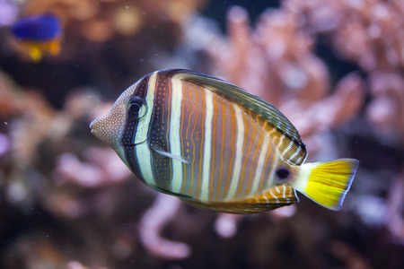 Sailfin tang (Zebrasoma veliferum). Marine fish.の写真素材