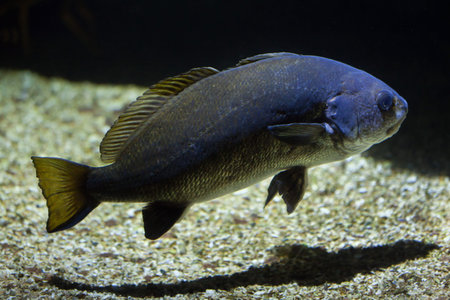 Meagre (Argyrosomus regius), also known the Atlantic shadefish.