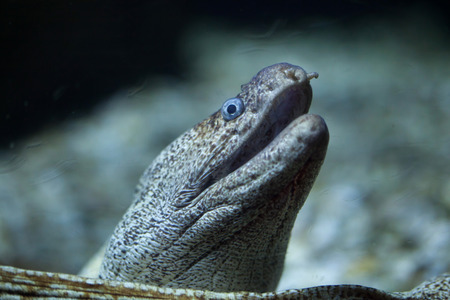 Mediterranean moray (Muraena helena), also known as the Saint Helena moray.の写真素材