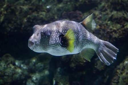 White-spotted puffer (Arothron hispidus). Marine fish.
