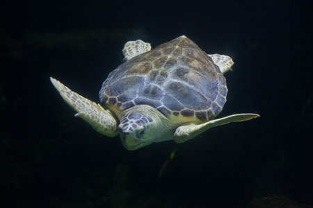 Loggerhead sea turtle (Caretta caretta), also known as the loggerhead.