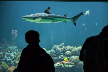 MUNICH, GERMANY - JUNE 13, 2016: Visitors looking as the blacktip reef shark (Carcharhinus melanopterus) swims at Hellabrunn Zoo in Munich, Bavaria, Germany.のeditorial素材