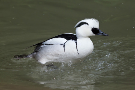 Smew (Mergellus albellus). Wildlife animal.の写真素材
