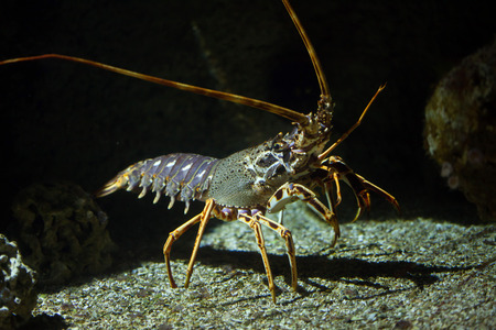 Common spiny lobster (Palinurus elephas), also known as the Mediterranean lobster.の写真素材