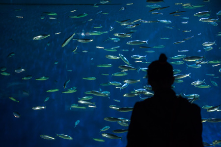 LA ROCHELLE, FRANCE - JULY 3, 2016: Visitor looking as the European pilchards (Sardina pilchardus) swim in La Rochelle Aquarium, France.のeditorial素材