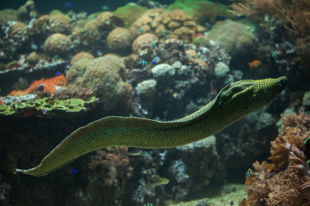 Laced moray (Gymnothorax favagineus), also known as the leopard moray.