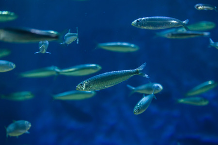 European pilchard (Sardina pilchardus). Marine fish.の写真素材