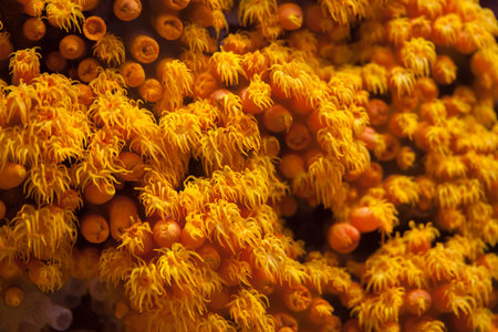 Orange cup coral (Tubastraea coccinea).