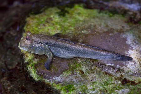 Atlantic mudskipper (Periophthalmus barbarus). Marine fish.
