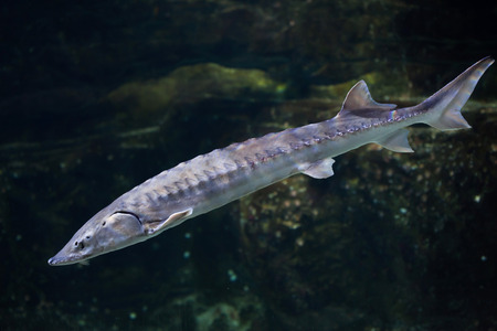 European sea sturgeon (Acipenser sturio), also known as the Atlantic sturgeon.の写真素材